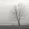 Lakeshore Tree in Winter, Original Photography, Print | Photography by Nicholas Bell Photography. Item composed of paper in minimalism or contemporary style