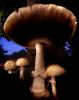 Mushroom #1, 62" x 42" | Photography by Chris Becker | HOLLY HUNT Chicago in Chicago