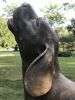 Howling Beagle | Public Sculptures by Jim Sardonis. Item made of bronze