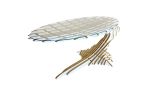 One Balance Desk | Tables by Peter Qvist. Item made of birch wood with glass works with minimalism & contemporary style