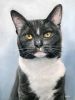 Custom Cat Portrait Paintings in Oil | Oil And Acrylic Painting in Paintings by Paws By Zann Pet Portraits. Item composed of canvas and synthetic