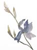 Iris No. 170 : Original Watercolor Painting | Paintings by Elizabeth Beckerlily bouquet. Item made of paper compatible with minimalism and contemporary style