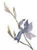 Iris No. 170 : Original Watercolor Painting | Paintings by Elizabeth Becker. Item made of paper compatible with minimalism and contemporary style