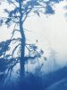 Ancient Trees (20 x 30" original hand-printed cyanotype) | Photography by Christine So. Item composed of cotton and paper in boho or country & farmhouse style