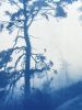 Ancient Trees: 30 x 20" unframed hand-printed cyanotype | Photography by Christine So. Item composed of cotton and paper in boho or country & farmhouse style