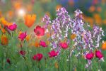 Colors of Spring | Prints by Vanessa Thomas. Item composed of paper