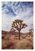 Joshua Tree No. 9 (Ltd Edition) | Photography by Daylight Dreams Editions. Item composed of paper in boho or contemporary style