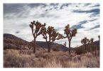 Trinity, Joshua Tree Photograph | Photography by Daylight Dreams Editions. Item made of paper works with boho & contemporary style