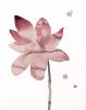 Lotus : Original Ink Painting | Drawings by Elizabeth Beckerlily bouquet. Item composed of paper compatible with minimalism and contemporary style