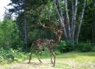 Wolves and Deer | Public Sculptures by Wendy Klemperer Art Inc | Coastal Maine Botanical Gardens in Boothbay. Item composed of steel
