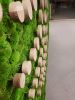 Stabilized Ball moss wall for VGD Belgium | Interior Design by Greenmood | VGD Brussel in Wemmel